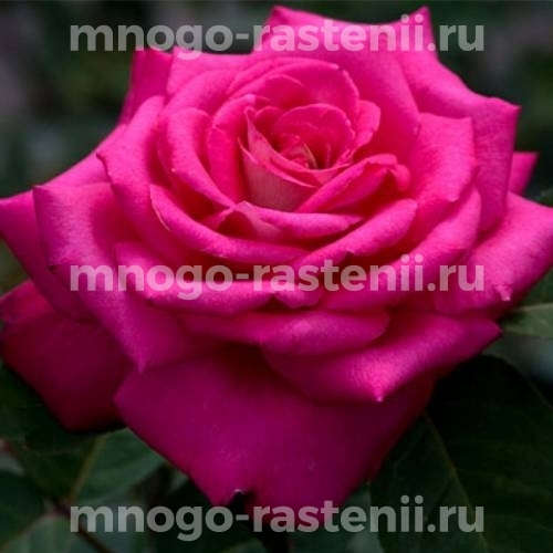 Роза штамбовая Акапелла (Rosa Acapella)