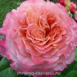 Роза штамбовая Августа Луиза (Rosa Augusta Luise)