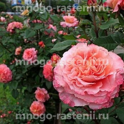 Роза штамбовая Августа Луиза (Rosa Augusta Luise)
