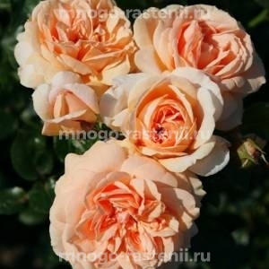 Роза штамбовая Гарден оф Роузес (Rosa Garden of Roses)