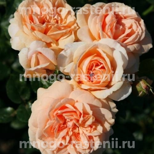 Роза штамбовая Гарден оф Роузес (Rosa Garden of Roses)