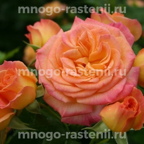 Роза штамбовая Гартеншпасс (Rosa Gartenspass)
