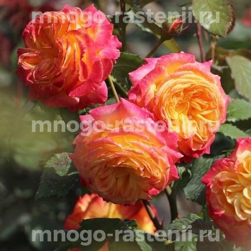 Роза штамбовая Гартеншпасс (Rosa Gartenspass)