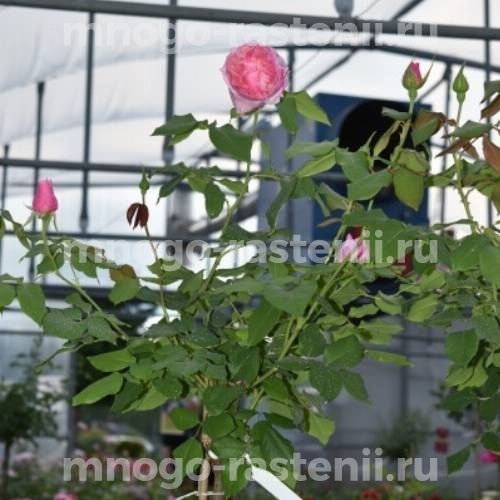Роза штамбовая Гартентрауме (Rosa Gartentraume)