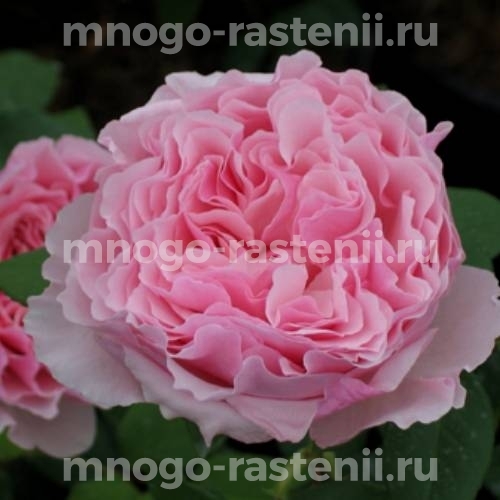Роза штамбовая Гартентрауме (Rosa Gartentraume)