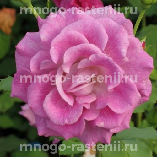 Роза штамбовая Виолет Парфюм (Rosa Violette Parfumee)
