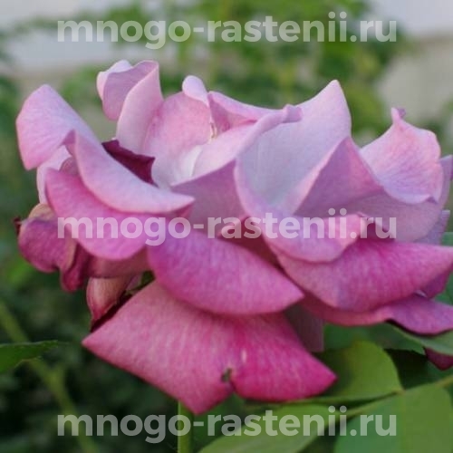 Роза штамбовая Виолет Парфюм (Rosa Violette Parfumee)
