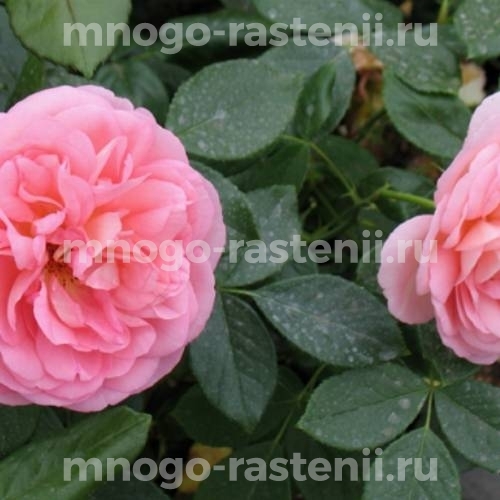 Роза штамбовая Вояж (Rosa Voyage)