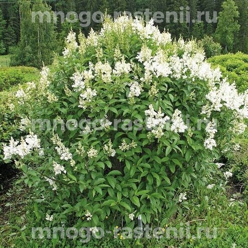 Сирень Венгерская белоцветковая