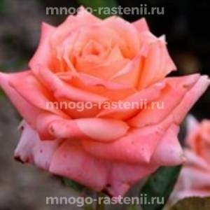 Роза Седукцион (Rosa Seduction)