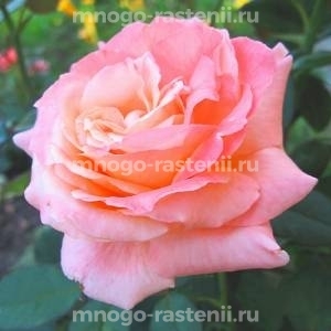 Роза Сусанна (Rosa Susanna)