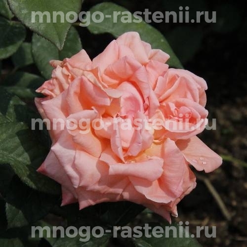 Саженцы Розы Сусанна (Rosa Susanna)