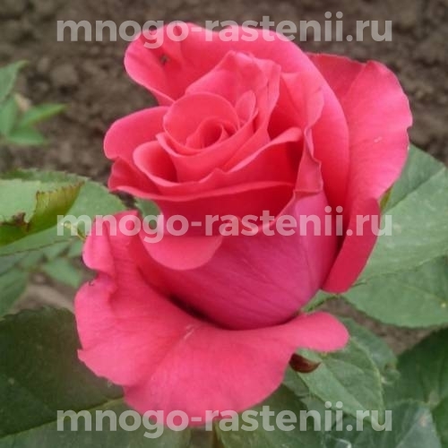 Саженцы Розы Тенга Венга (Rosa Tenga Venga)