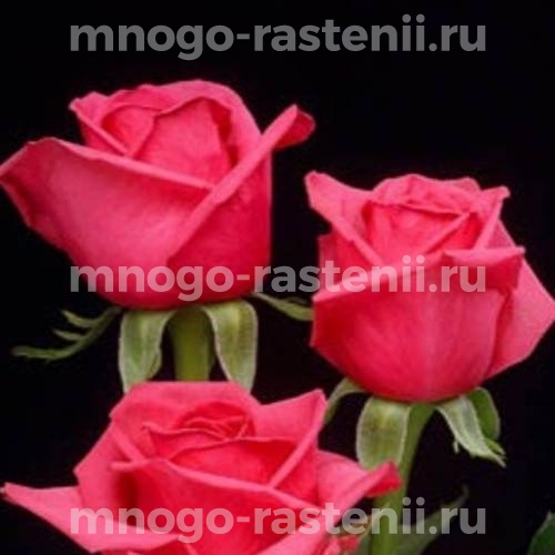 Саженцы Розы Тенга Венга (Rosa Tenga Venga)