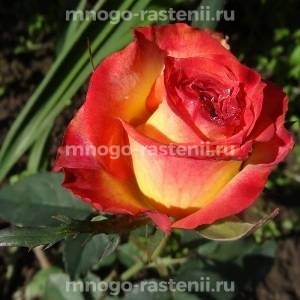 Роза Утопия (Rosa Utopia)