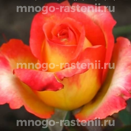 Саженцы Розы Утопия (Rosa Utopia)