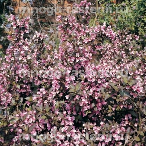 Саженцы Вейгелы цветущей Фолис Пурпуреус  (Weigela Foliis Purpureis)
