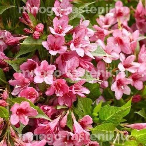Саженцы Вейгелы цветущей Пикобелла Роуз (Weigela Picobella Rosa)