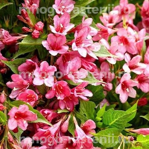 Саженцы Вейгелы цветущей Пикобелла Роуз (Weigela Picobella Rosa)
