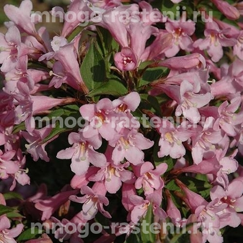 Саженцы Вейгелы цветущей Пинк Поппет (Weigela Picobella Rosa)