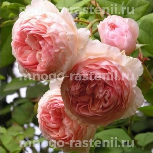 Саженцы Розы Вильям Моррис (Rosa William Morris)