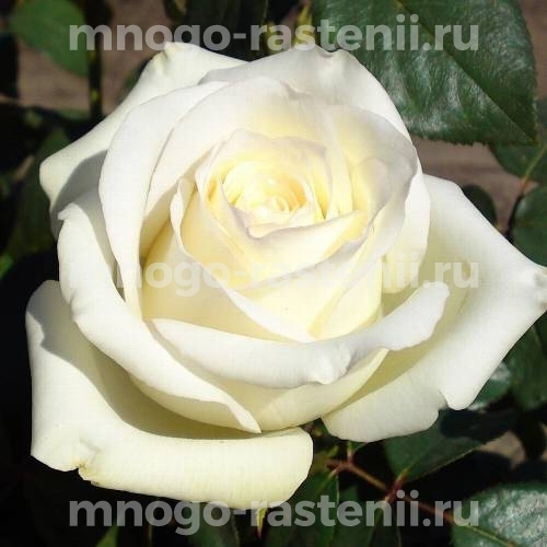 Саженцы Розы Вирджиния (Rosa Virginia)