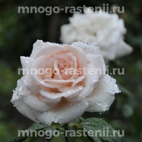 Саженцы Розы Вирджиния (Rosa Virginia)