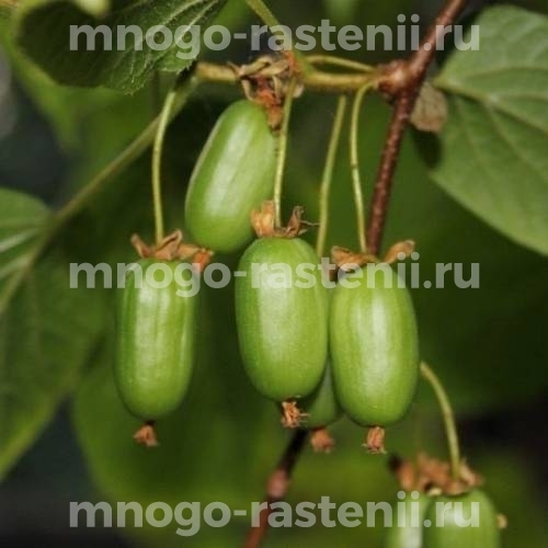 Актинидия аргута Таёжный изумруд