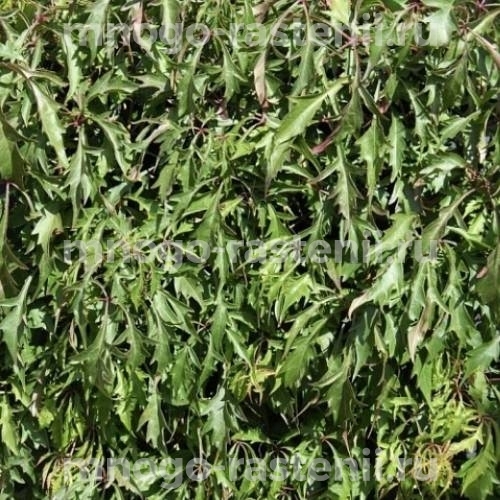 Виноград девичий пятилисточковый Киригами (Parthenocissus quinquefolia Kirigami)