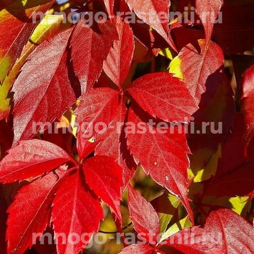  Виноград девичий пятилисточковый Ред Волл (Parthenocissus quinquefolia Red Wall)