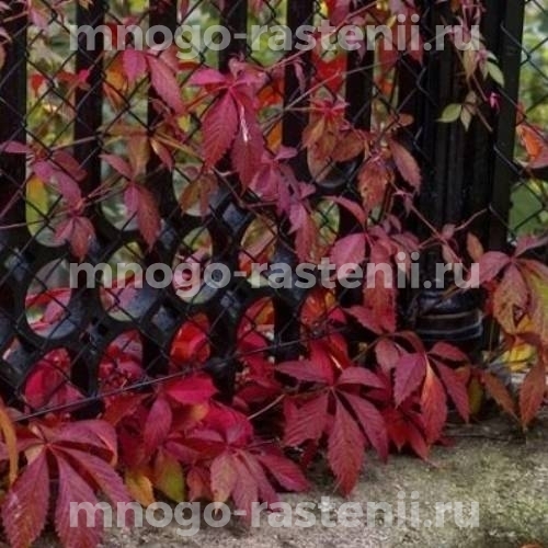 Виноград девичий пятилисточковый Волосистый (Parthenocissus quinquefolia Hirsuta)