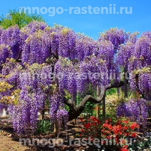 Глициния обильноцветущая Мурасаки Нода (Wisteria floribunda Murasaki Noda)