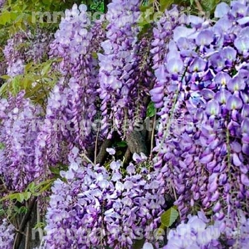 Глициния обильноцветущая Мурасаки Нода (Wisteria floribunda Murasaki Noda)