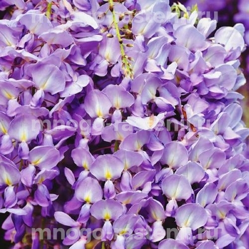 Глициния обильноцветущая Мурасаки Нода (Wisteria floribunda Murasaki Noda)