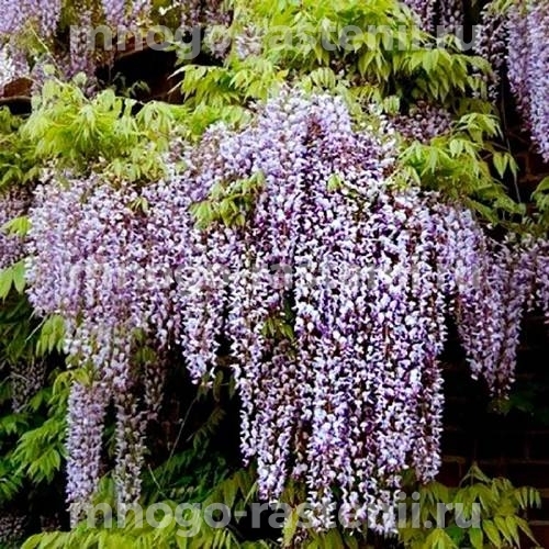 Глициния обильноцветущая Мурасаки Нода (Wisteria floribunda Murasaki Noda)