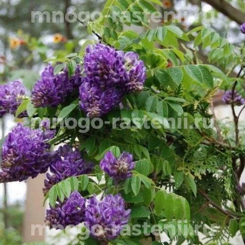 Глициния кустарниковая Лонгвуд Пурпл (Wisteria frutescens Longwood Purple)