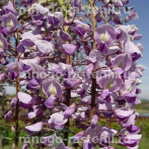 Глициния обильноцветущая Роял Перпл (Wisteria floribunda Royal Purple)