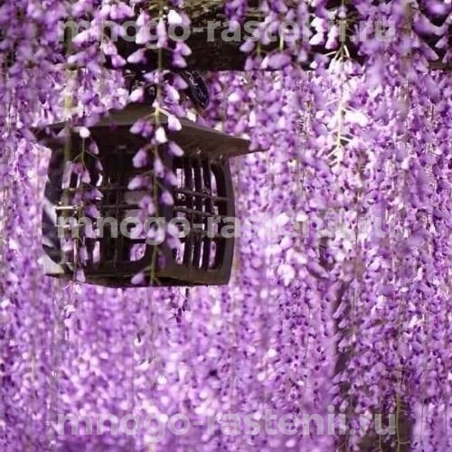 Глициния обильноцветущая Роял Перпл (Wisteria floribunda Royal Purple)