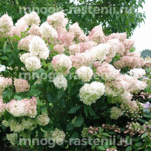 Гортензия метельчатая Мэджикал Свит Саммер (Hydrangea paniculata Magical Sweet Summer)