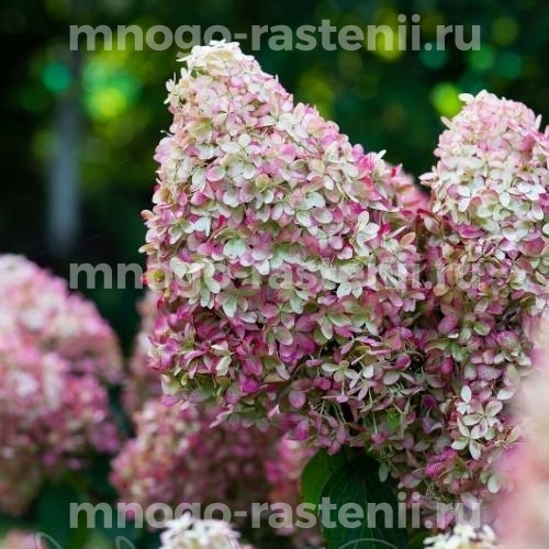Гортензия метельчатая Роял Флауэр (Royal Flower)