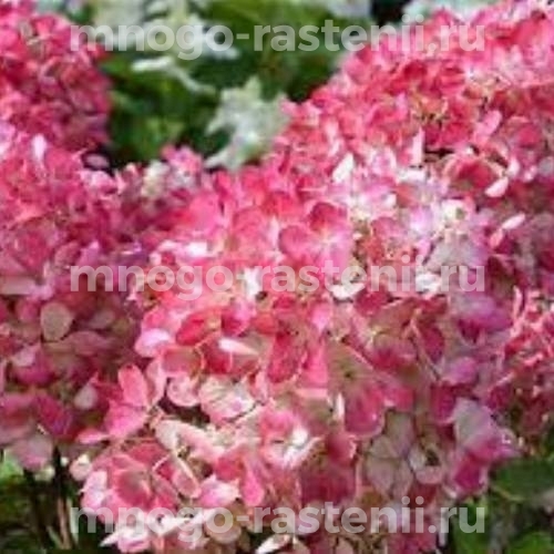 Саженцы Гортензии метельчатой Пинк Даймонд (Hydrangea paniculata Pink Diamond)