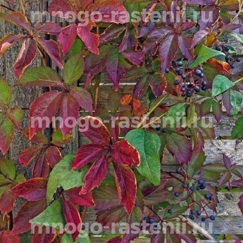 Виноград девичий пятилисточковый Сен-Поль (Parthenocissus quinquefolia Sanct-Paulii)