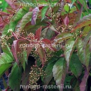 Виноград девичий пятилисточковый Сен-Поль (Parthenocissus quinquefolia Sanct-Paulii)