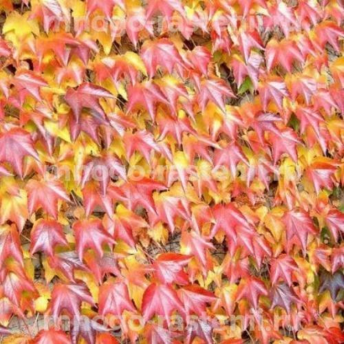  Виноград девичий триостренный Фэнвэй Парк (Parthenocissus tricuspidata Fenway Park)
