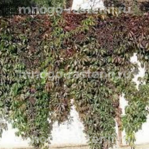  Виноград девичий пятилисточковый Ред Волл (Parthenocissus quinquefolia Red Wall)