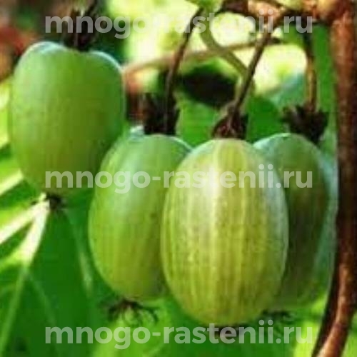 Саженцы Актинидия коломикта Фантазия садов купить по цене 1000 руб. в ...